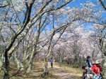 Cherry Blossoms at Mt. Hikarujo